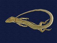 藏品(麗紋石龍子)的圖片